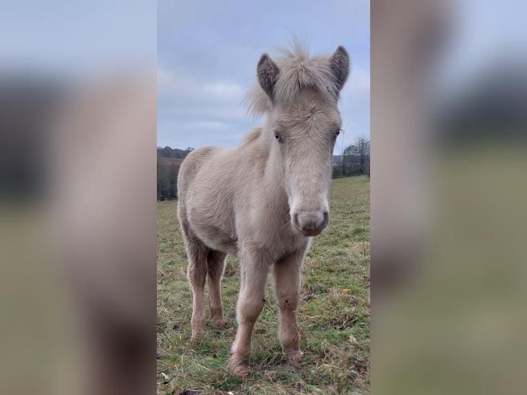 Pony Islandese Stallone Puledri (05/2024) 140 cm Perlino in Saarland