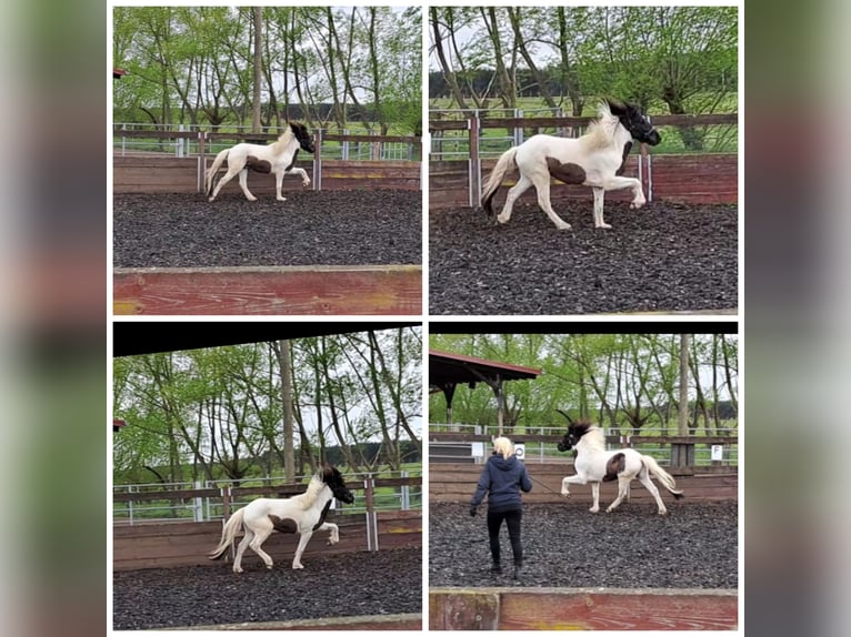 Pony Islandese Stallone Puledri (04/2026) 140 cm Pezzato in Sülstorf