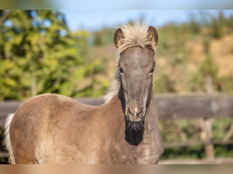 Pony Islandese Stallone Puledri (01/2026) 143 cm  in Aichtal