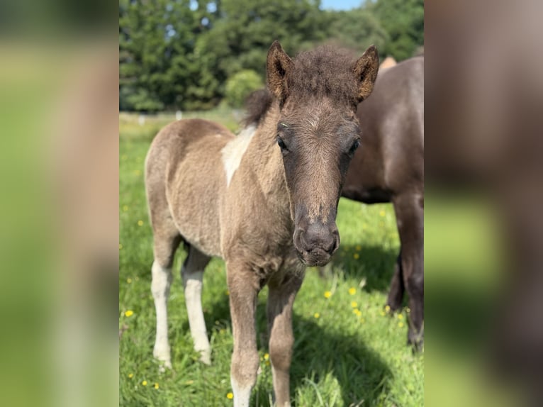 Pony Islandese Stallone  144 cm Pezzato in Thuine