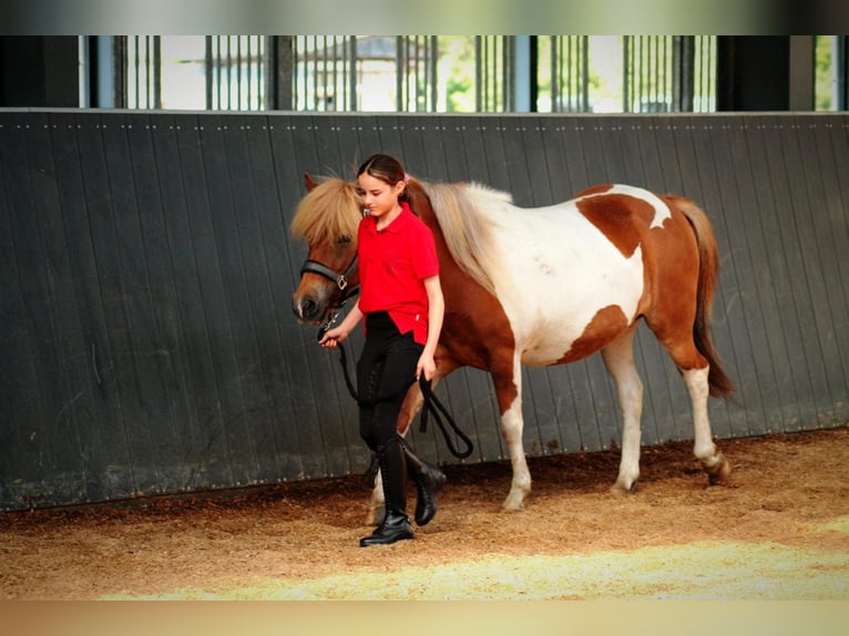 Pony Islandese Stallone Puledri (07/2025) 145 cm Falbo in Lehmrade