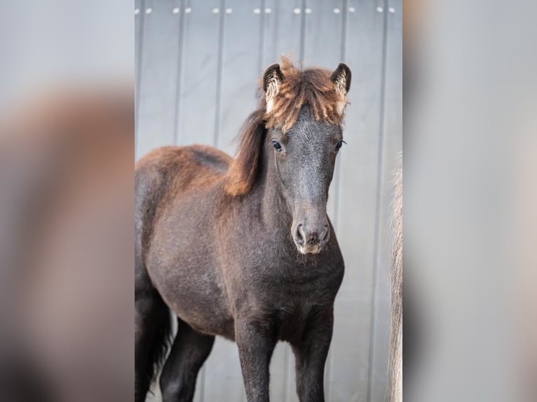 Pony Islandese Stallone Puledri (05/2026) 145 cm Grigio in Lehmrade