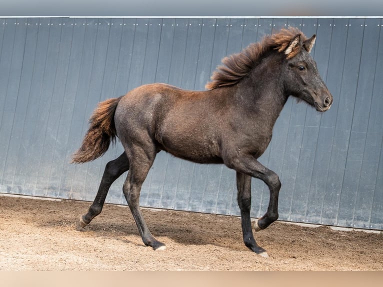 Pony Islandese Stallone Puledri (05/2026) 145 cm Grigio in Lehmrade