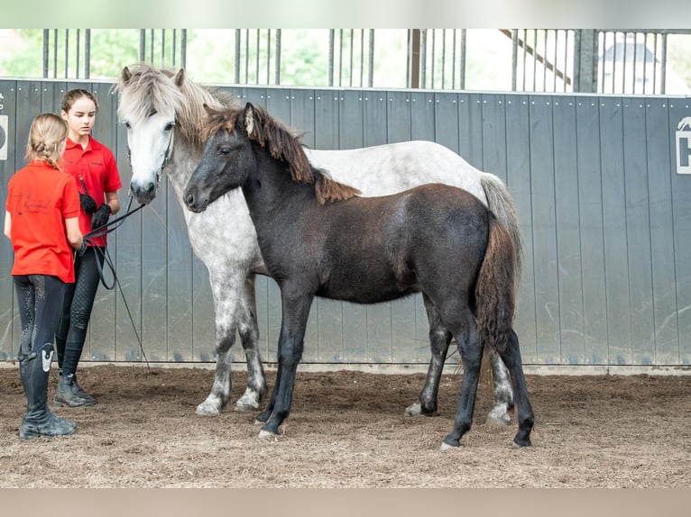 Pony Islandese Stallone Puledri (05/2026) 145 cm Grigio in Lehmrade