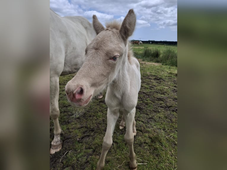 Pony Islandese Stallone  145 cm Grullo in Alkmaar