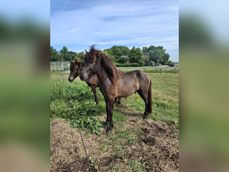 Pony Islandese Stallone  145 cm Grullo in Alkmaar