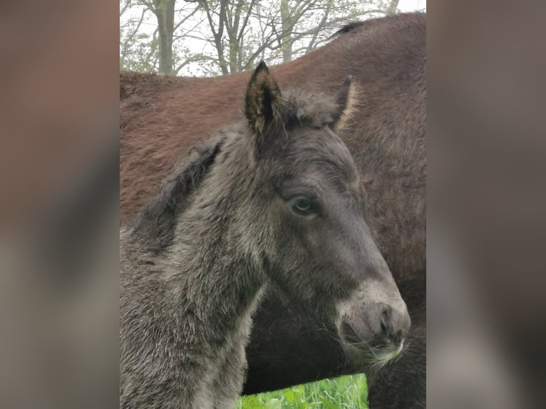 Pony Islandese Stallone  145 cm Grullo in Alkmaar