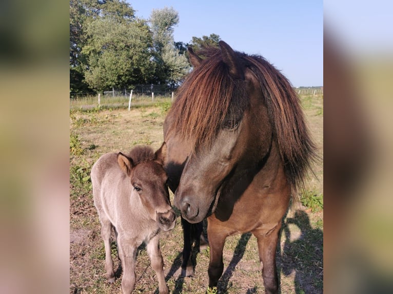 Pony Islandese Stallone  145 cm Grullo in Alkmaar