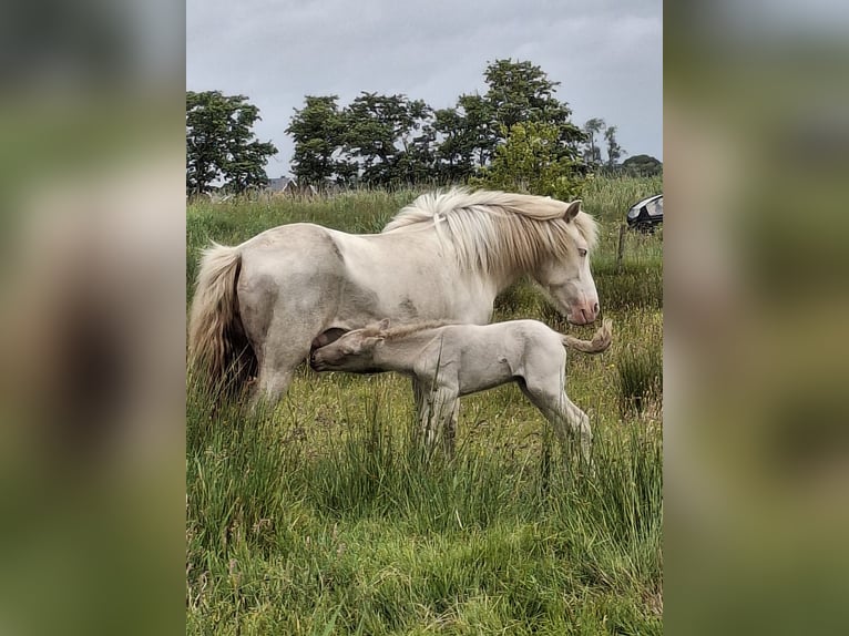 Pony Islandese Stallone  145 cm Grullo in Alkmaar