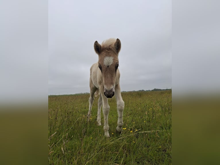 Pony Islandese Stallone  145 cm Grullo in Alkmaar