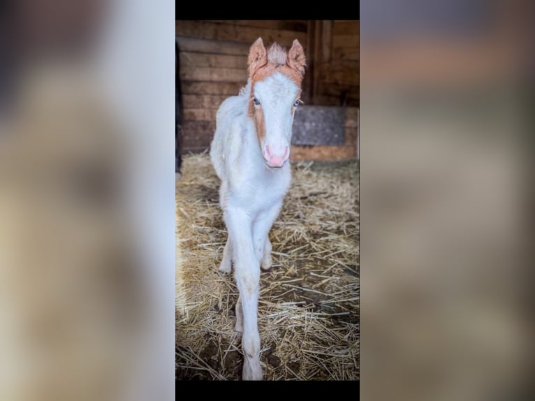 Pony Islandese Mix Stallone Puledri (03/2026) 145 cm Pezzato in Salzburg