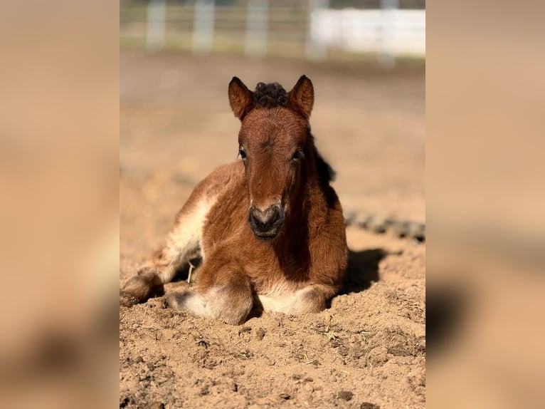 Pony Islandese Stallone Puledri (01/2026) 146 cm Baio in Lehmrade