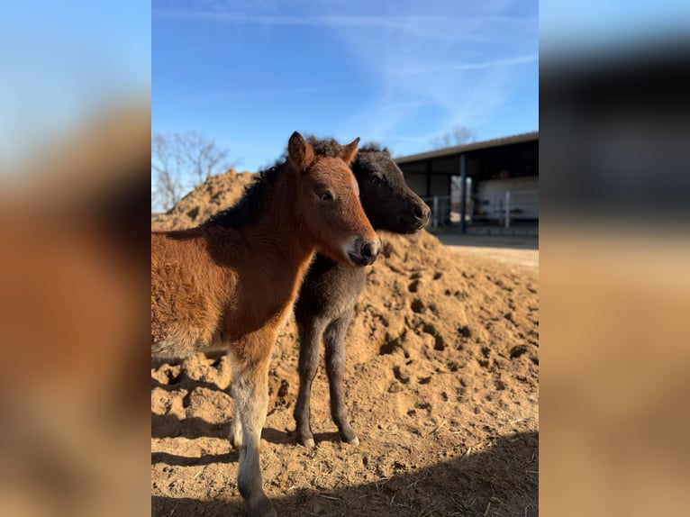 Pony Islandese Stallone Puledri (01/2026) 146 cm Baio in Lehmrade