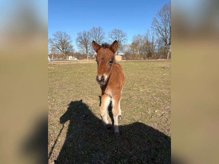 Pony Islandese Stallone Puledri (01/2026) 146 cm Baio in Lehmrade