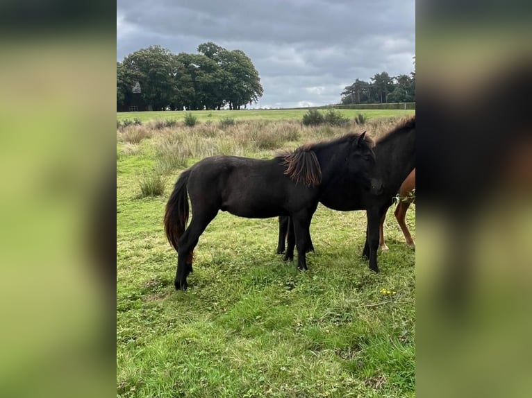 Pony Islandese Stallone Puledri (07/2025) 150 cm Grullo in Venlo