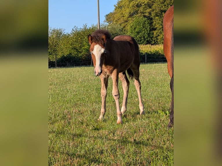 Pony Islandese Stallone Puledri (06/2026) Baio in Altenberge