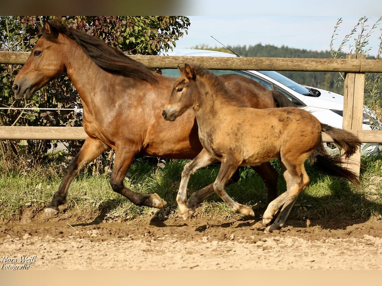 Pony Islandese Stallone Puledri (07/2025) Baio in Lauterhofen