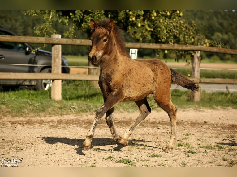 Pony Islandese Stallone Puledri (07/2025) Baio in Lauterhofen