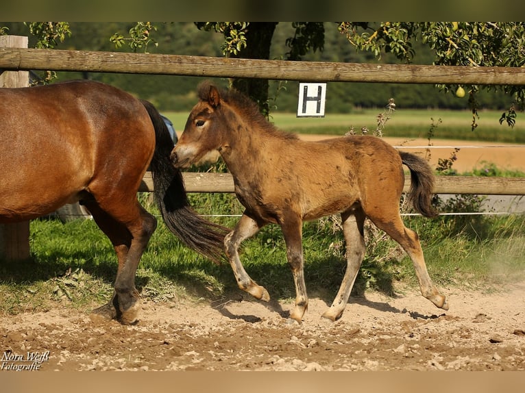 Pony Islandese Stallone Puledri (07/2025) Baio in Lauterhofen