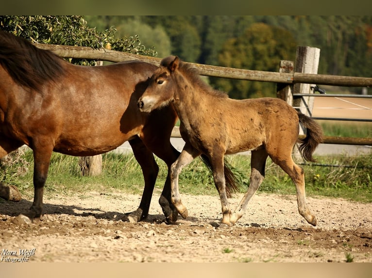 Pony Islandese Stallone Puledri (07/2025) Baio in Lauterhofen