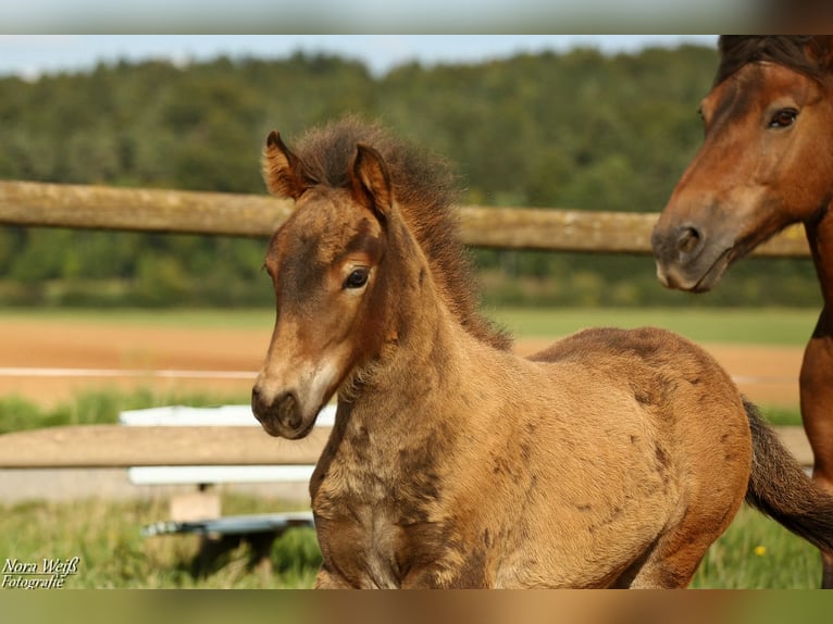 Pony Islandese Stallone Puledri (07/2025) Baio in Lauterhofen