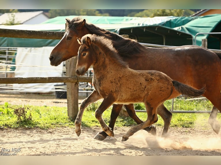 Pony Islandese Stallone Puledri (07/2025) Baio in Lauterhofen