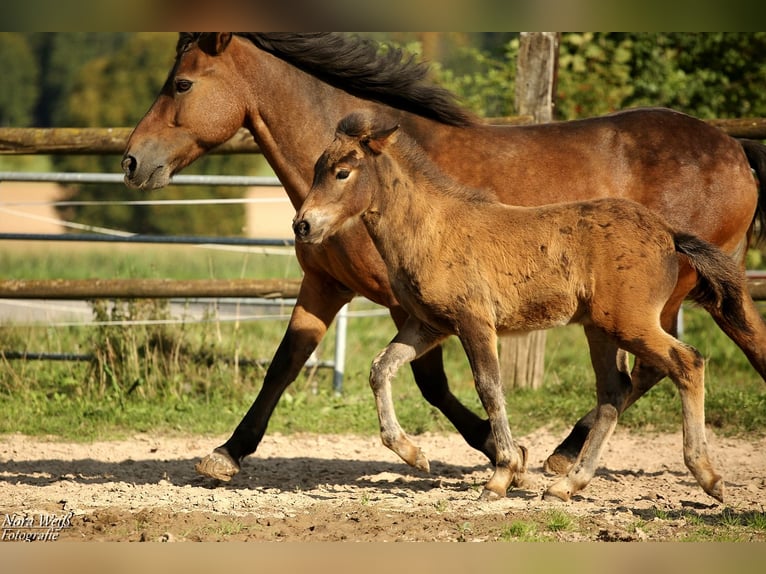 Pony Islandese Stallone Puledri (07/2025) Baio in Lauterhofen