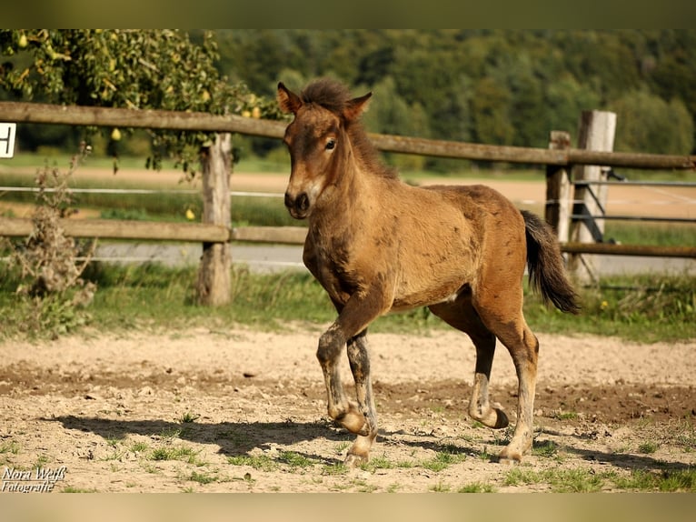 Pony Islandese Stallone Puledri (07/2025) Baio in Lauterhofen