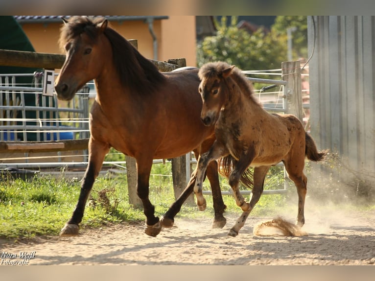 Pony Islandese Stallone Puledri (07/2025) Baio in Lauterhofen