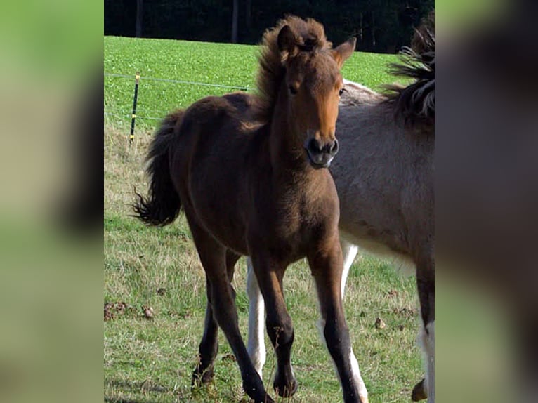 Pony Islandese Stallone Puledri (06/2026) Baio in Neustadt am Rübenberge