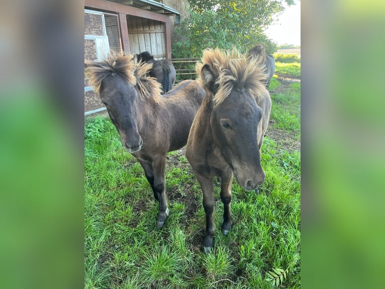 Pony Islandese Stallone Puledri (04/2025) Baio scuro in Loitz