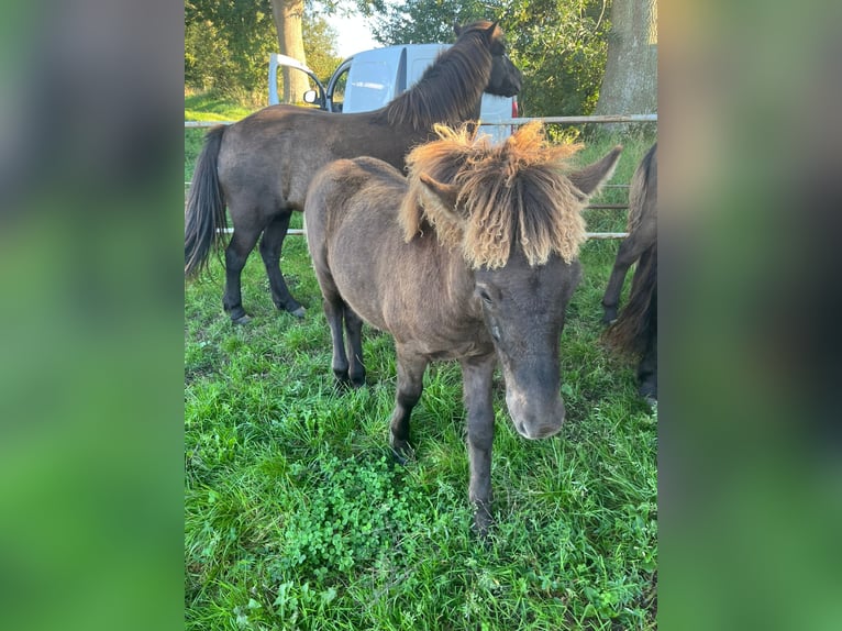Pony Islandese Stallone Puledri (04/2025) Baio scuro in Loitz
