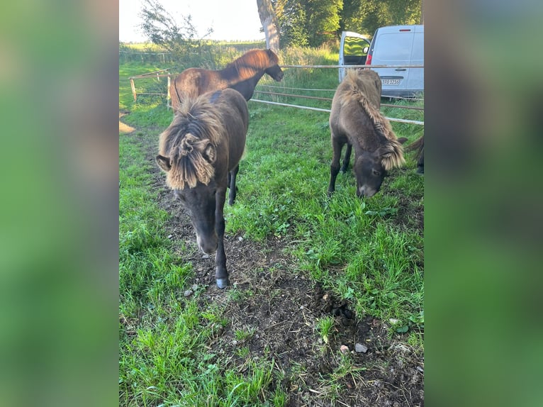 Pony Islandese Stallone Puledri (04/2025) Baio scuro in Loitz