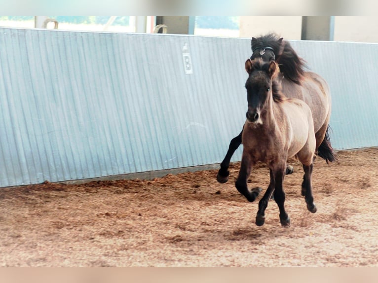 Pony Islandese Stallone Puledri (05/2025) in Lehmrade