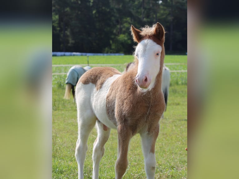 Pony Islandese Stallone Puledri (01/2025) in P&#xF6;ttmes