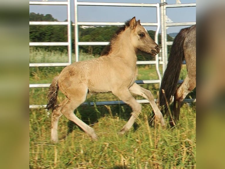 Pony Islandese Stallone Puledri (06/2026) Falbo in Saarland