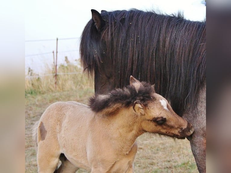Pony Islandese Stallone Puledri (06/2026) Falbo in Saarland
