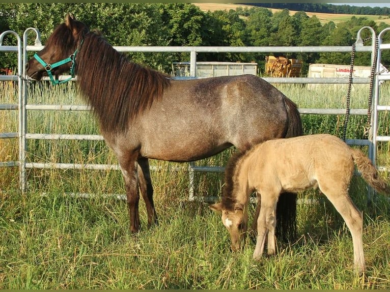 Pony Islandese Stallone Puledri (06/2026) Falbo in Saarland