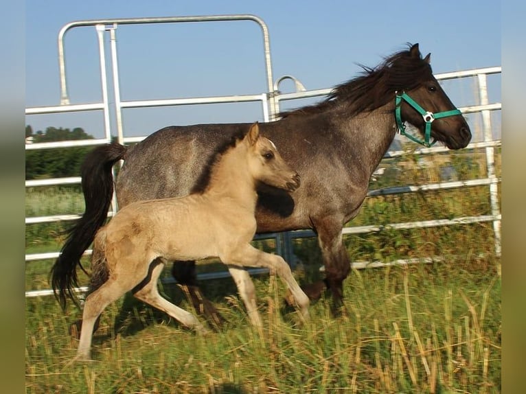 Pony Islandese Stallone Puledri (06/2026) Falbo in Saarland