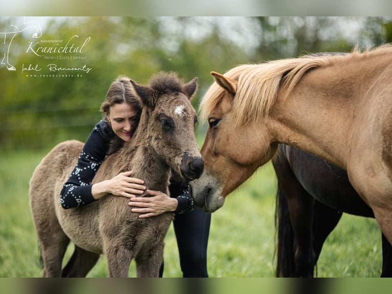 Pony Islandese Stallone Puledri (03/2026) Morello in Horst
