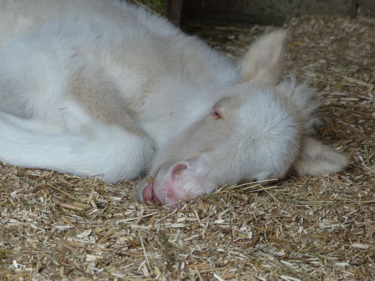 Pony Islandese Stallone Puledri (01/2026) Perlino in Markt Wald