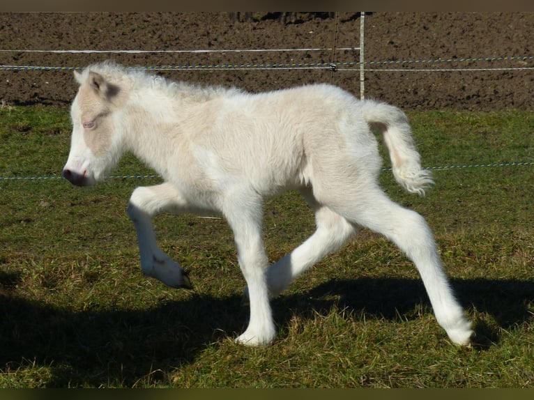 Pony Islandese Stallone Puledri (01/2026) Perlino in Markt Wald