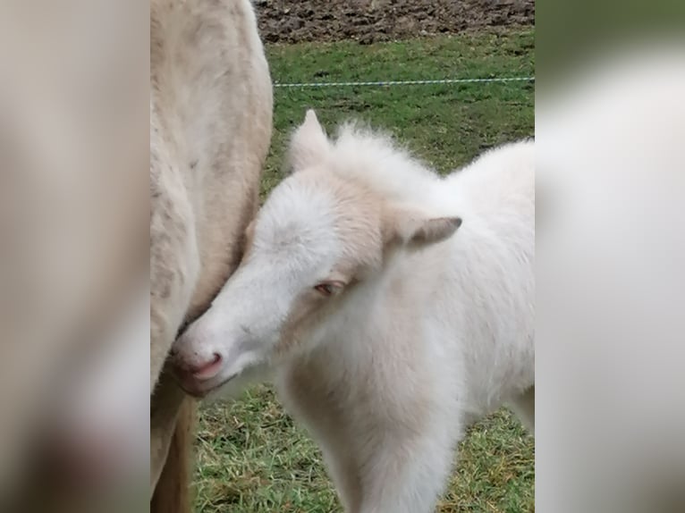 Pony Islandese Stallone Puledri (01/2026) Perlino in Markt Wald