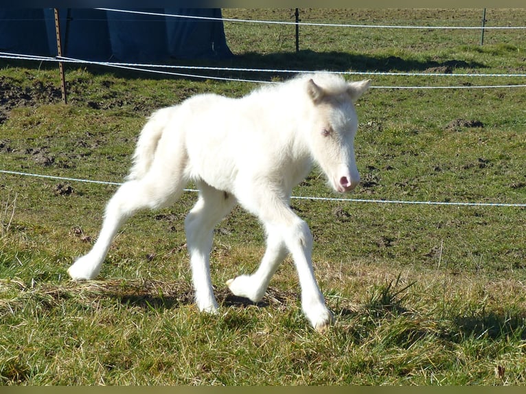 Pony Islandese Stallone Puledri (01/2026) Perlino in Markt Wald