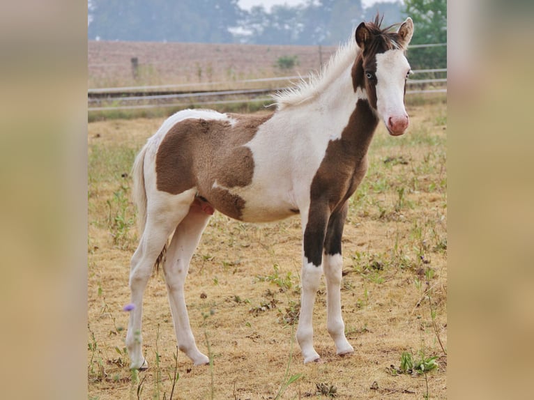 Pony Islandese Stallone Puledri (04/2026) Pezzato in Saarland