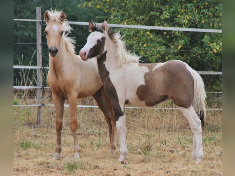 Pony Islandese Stallone Puledri (04/2026) Pezzato in Saarland