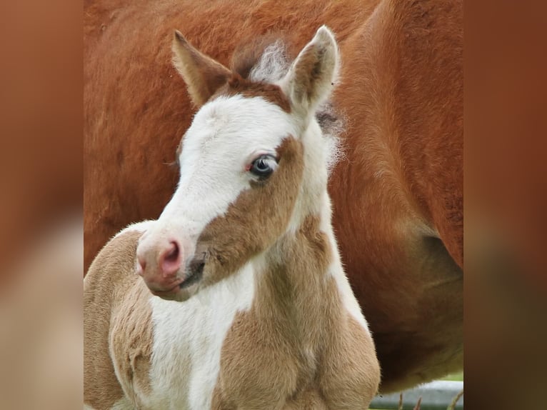 Pony Islandese Stallone Puledri (04/2026) Pezzato in Saarland