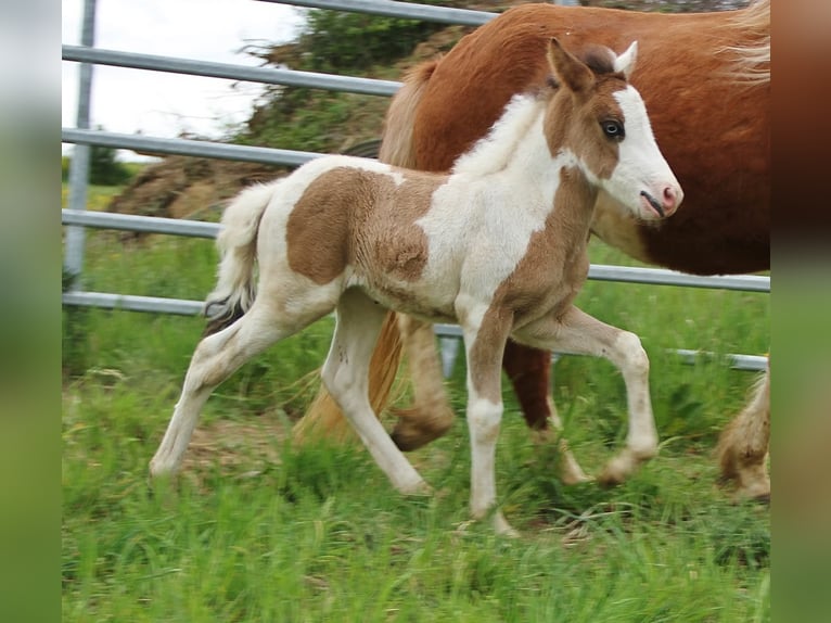 Pony Islandese Stallone Puledri (04/2026) Pezzato in Saarland