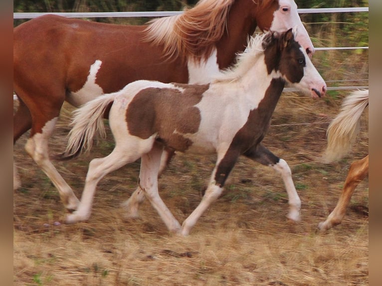 Pony Islandese Stallone Puledri (04/2026) Pezzato in Saarland