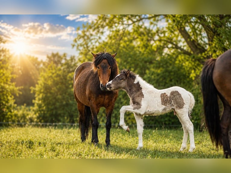 Pony Islandese Stallone Puledri (03/2026) Pezzato in Horst